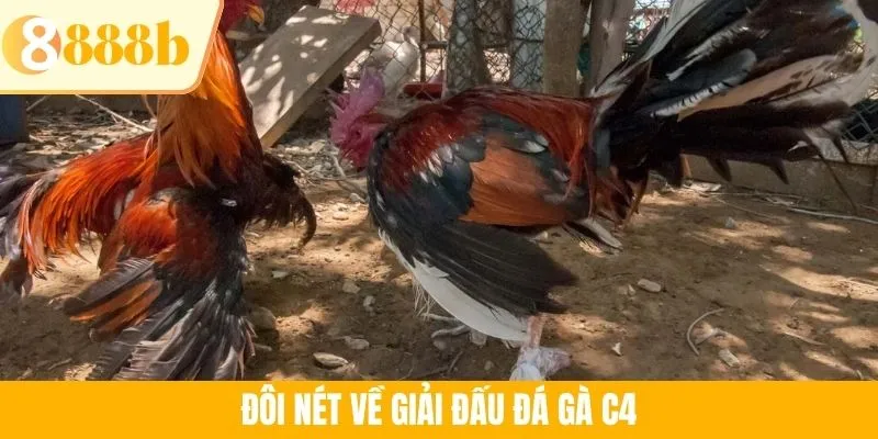 Đôi nét về giải đấu đá gà C4
