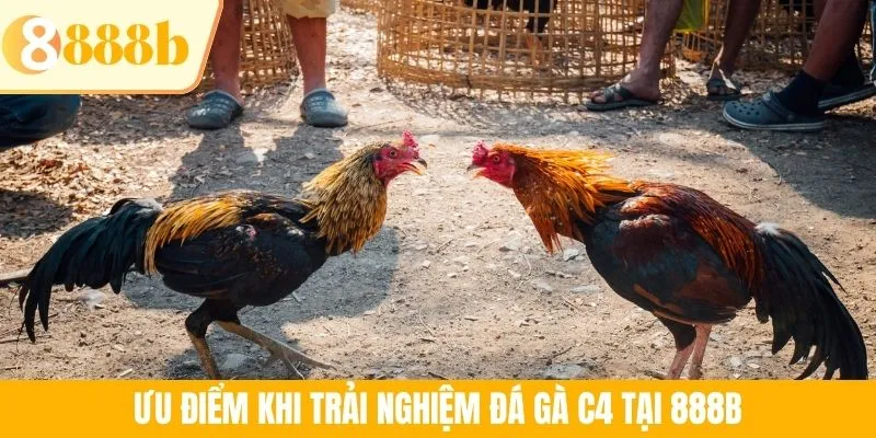 Ưu điểm khi trải nghiệm đá gà C4 tại 888B