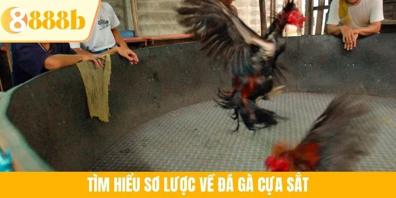Tìm hiểu sơ lược về đá gà cựa sắt