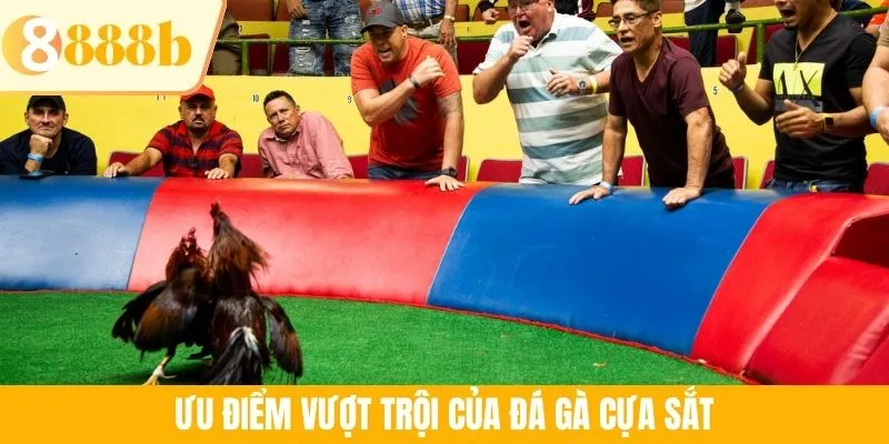 Ưu điểm vượt trội của đá gà cựa sắt