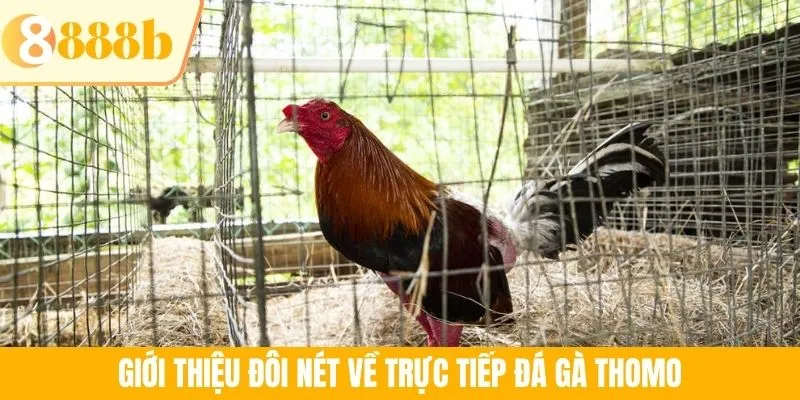 Giới thiệu đôi nét về trực tiếp đá gà Thomo