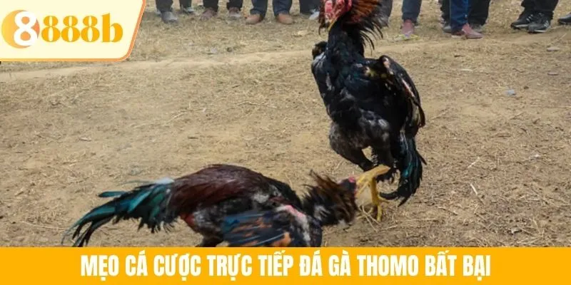 Mẹo cá cược trực tiếp đá gà Thomo bất bại