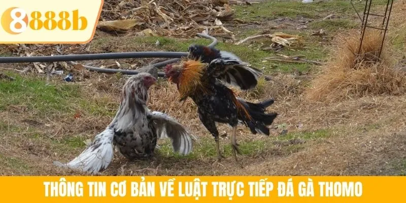 Thông tin cơ bản về luật trực tiếp đá gà Thomo